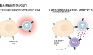 原创 
            2025诺贝尔生理学或医学奖公布 解密免疫系统如何被控制