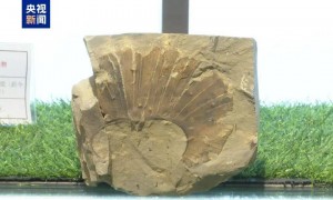 距今约2.8亿年！山西一地新发现